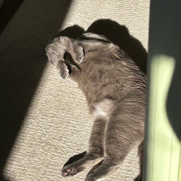 Meet your Posher, Taryn - Picture 4 of 5